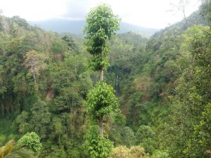 cascada sekumpul bali indonezia obiective turistice junglă