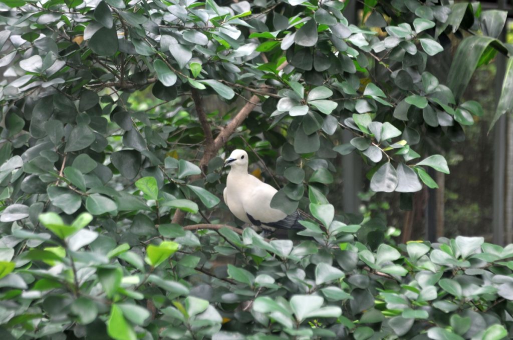 parcul de păsări jurong din singapore