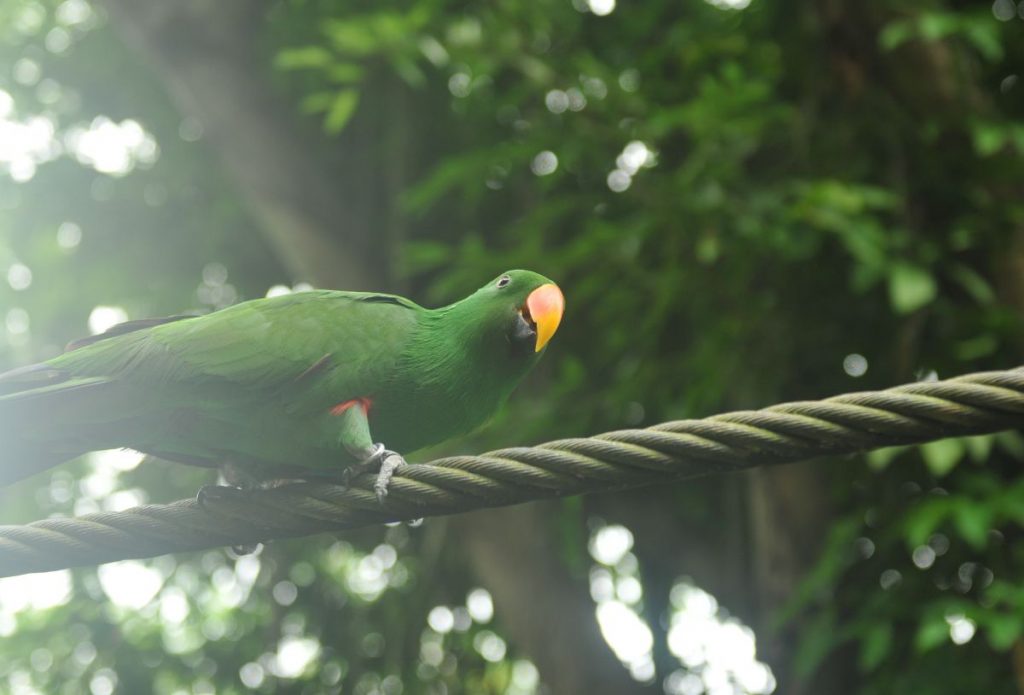parcul de păsări jurong din singapore
