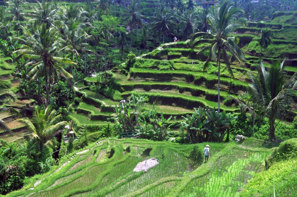 orezarii tegallalang ubud bali obiective turistice
