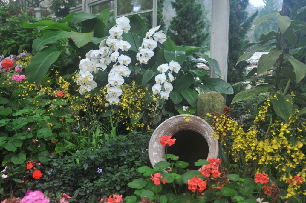 Bhubing Palace gradina chiang mai thailanda orhidee
