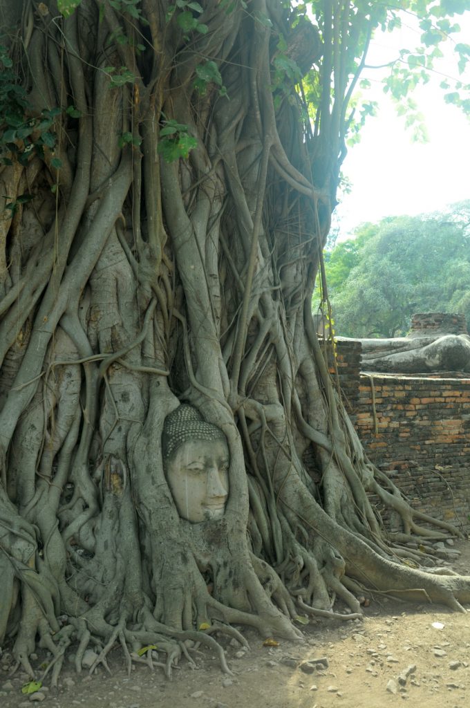 wat mahathat ayutthaya thailanda cap buddha copac