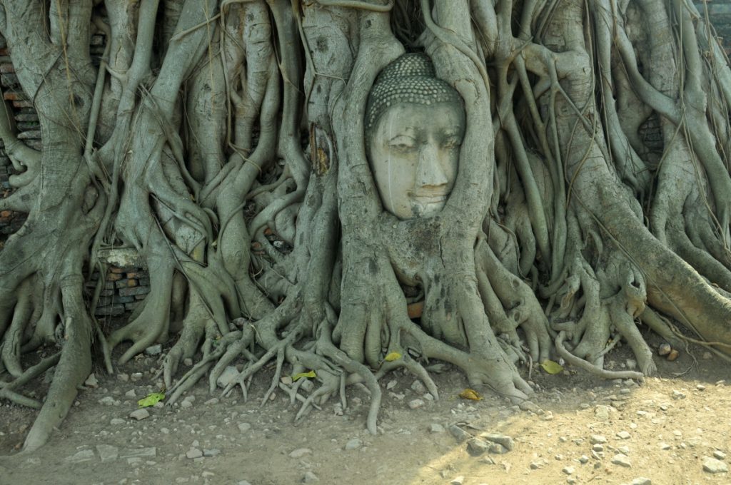 wat mahathat ayutthaya thailanda cap buddha copac