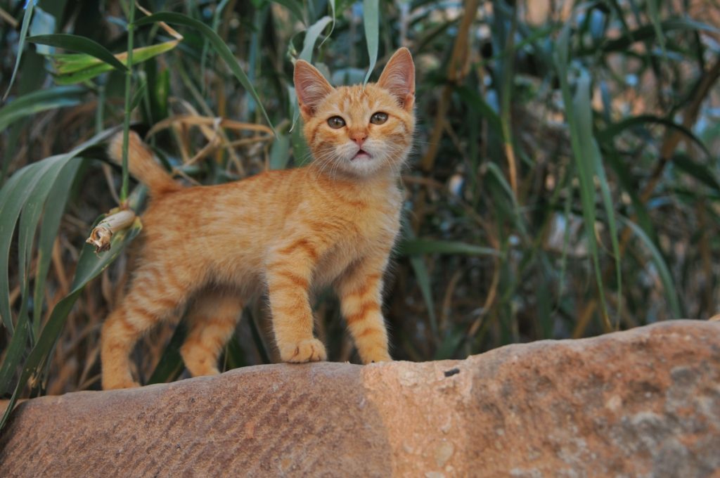 petra obiective turistice iordania siq pisică