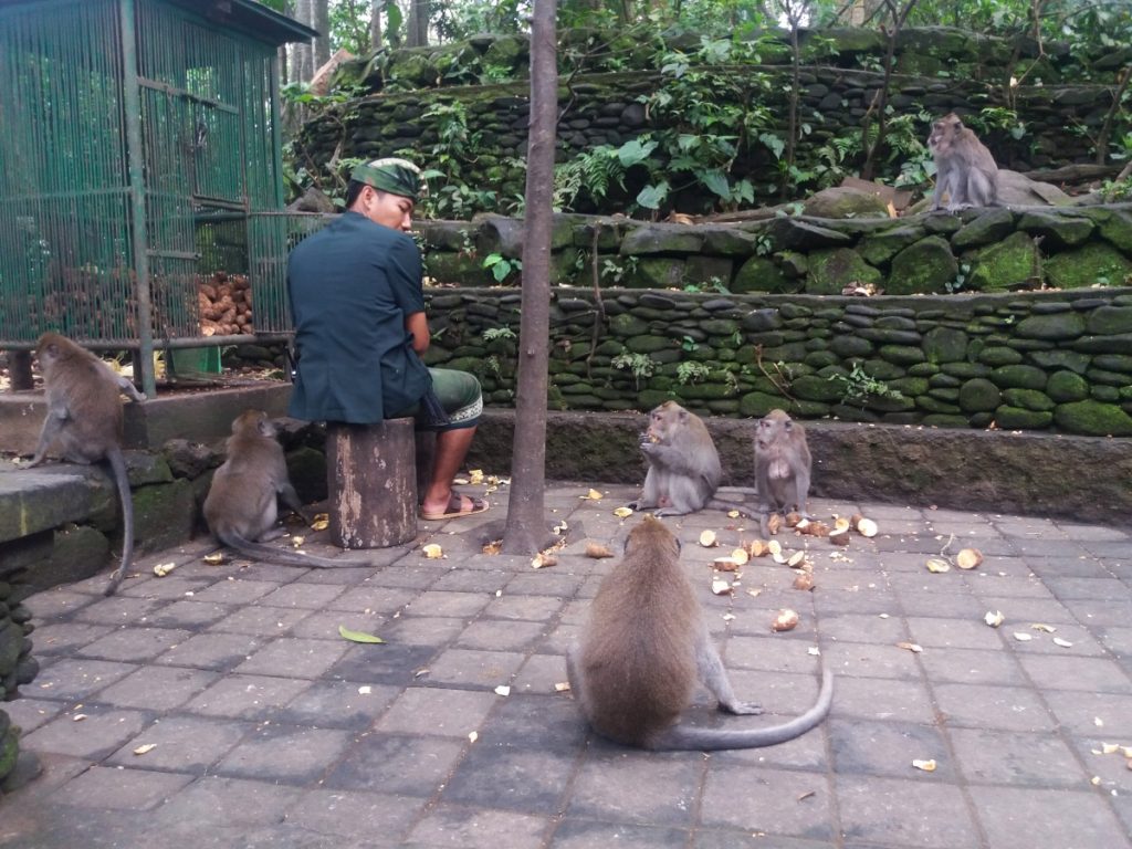 pădurea maimuțelor ubud obiective turistice bali indonezia