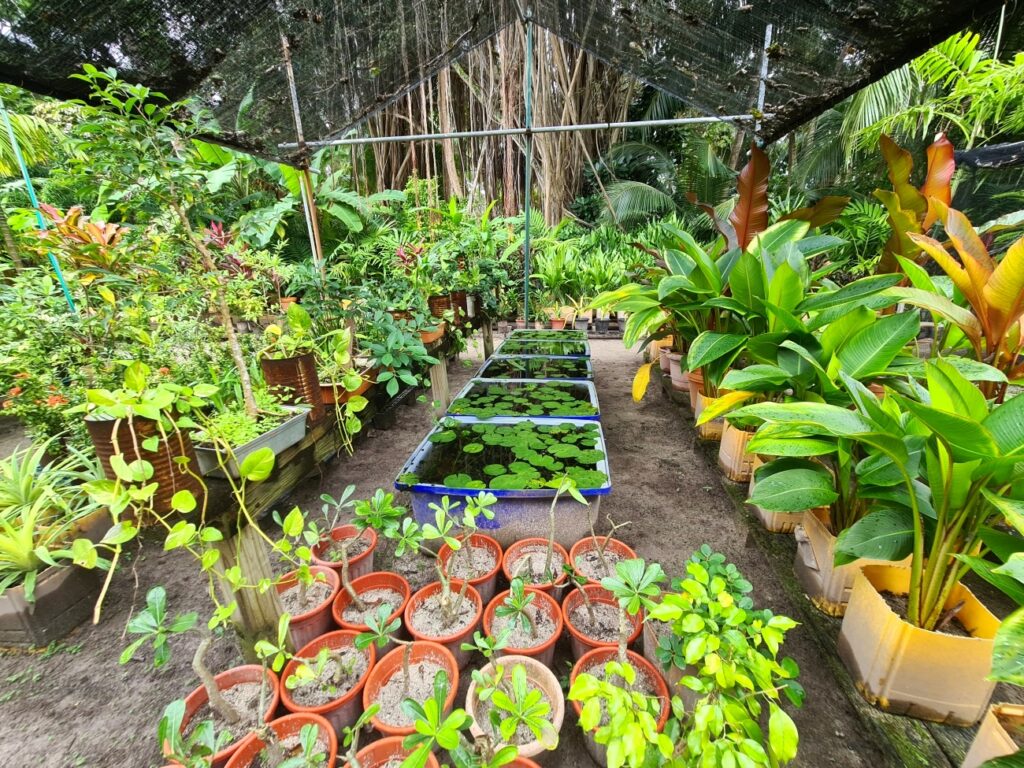 grădina hidroponică kuramathi maldive