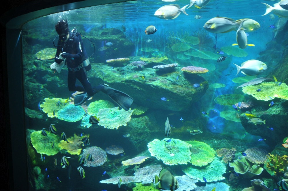 obiective turistice bangkok thailanda acvariu